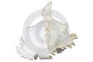 Very large sea shell isolated on white