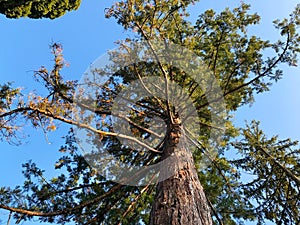A very large sequoia tree, shot from below.
