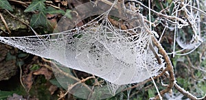 very large spider web with frost in the morning