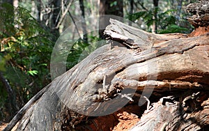 Fallen brown tree stump photo