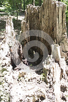 Hollow stump showing weathering photo