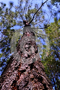 a very large tree trunk decades old