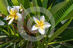 Very large white flowers hanging from the bush on the main pedestrian HaMeyasdim in Zikhron Yaakov city in northern Israel