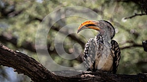 A very large yellow billed hornbill