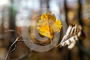 Very Last Yellow Leaf