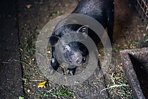 Very lazy, cute and beautiful thai style vietnamese pot belly piglet, animal living on the farm. Black-footed Iberian pig lying on