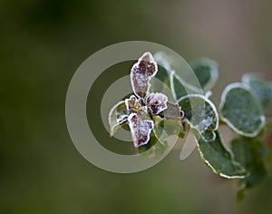 Very light frost on shrub and berry leaves