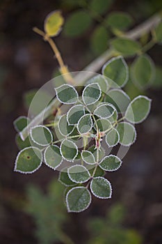 Very light frost on shrub and berry leaves