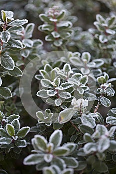 Very light frost on shrub and berry leaves