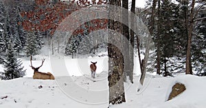 Very light panning of a very relaxing scene of a male white-tailed deer lying in the snow, from behind, and a female, in a