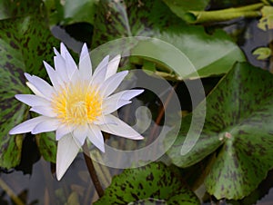 Very light purple lotus, water lily in pond
