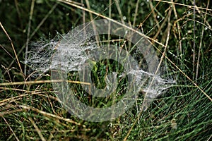 Very light spider web in morning dew covered grass