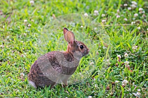 A very little cute wild rabbit in the backyard