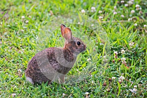 A very little cute wild rabbit in the backyard