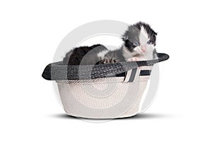 Very little kitten in a hat on pure white background.