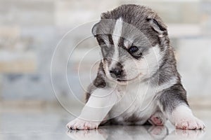 Very little puppy Siberian husky.