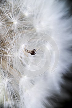 Very Little spider on dandelion  on black background