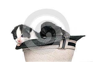 Very littles kittens in a hat on pure white background in studio.