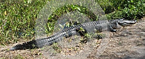 Very long Alligator sunning on the side of a pathway in a Florida swamp.