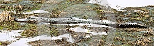 A very long American Alligator in a small Florida a swamp hunting for live food.