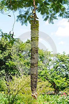 A Very Long Bunch of Bananas