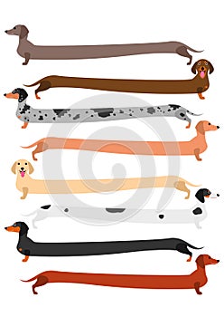 Very long colorful Dachshund set