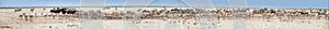 Very long panoramic photo of huge herds of wildlife drinking at busy waterhole, Etosha, Namibia. Etosha national park safari game