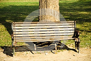 A single bench in the park
