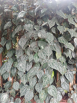 very lush betel leaf that creeps on the fence