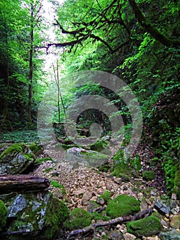 Very lush and dense Hyrcanian forest , Iran