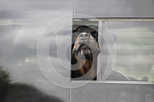 Very mean-looking dog sticks nose and as much of head as possible out of small opening in back of truck window - close up