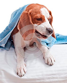 Very much sick dog on white background