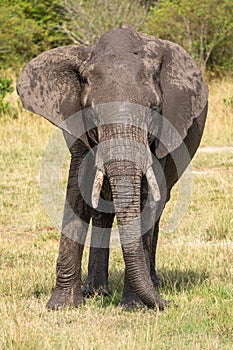 Very muddy elephant washes and bathes in the Masaai Mara Reserve Kenya