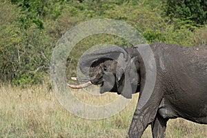 Very muddy elephant washes and bathes in the Masaai Mara Reserve Kenya