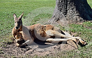 Very muscular wild red kangaroo lying on the grass