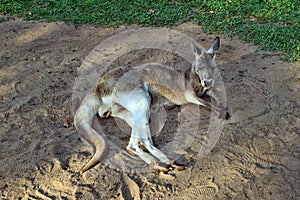 Very muscular wild red kangaroo lying on the ground