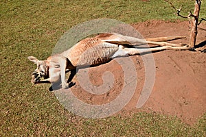 Very muscular wild red kangaroo lying on the ground