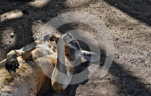 Very muscular wild red kangaroo lying with hand up