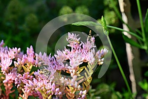 the very nce colorful spring flower close up view in my garden