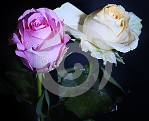 Very pretty colorful glowing roses close up