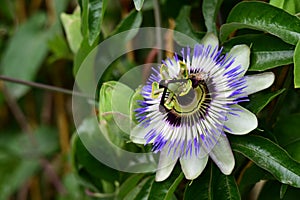 the very nice colorful pasiflora flower from close