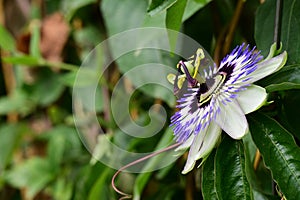 the very nice colorful pasiflora flower from close