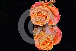 Very nice rose close up on the mirror