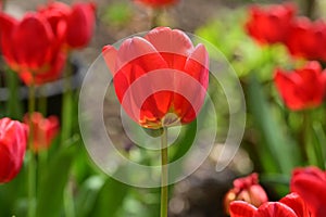 very nice colorful spring tulip in my garden in the sunshine