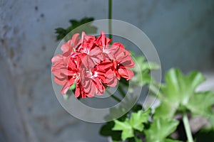 The very nice colorful summer flower close up dahlia