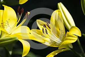 The very nice colorful summer flower close up dahlia