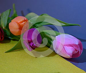 The very nice colorful tuliÅ¡ flower close up