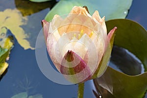 very nice colorful water lily garden flower from close in my pond