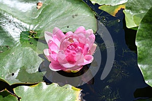 very nice colorful water lily summer flower from close in my garden