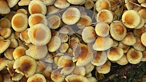 Very nice golden brown Mushrooms close-up